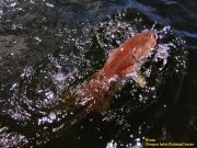 TW’s Bait & Tackle, Daily Fishing Report