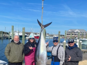 Oregon Inlet Fishing Center, Bluefin Close to Home