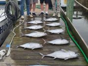 Pirate's Cove Marina, Tuna and Wahoo Throwdown