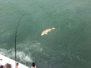 TW’s Bait & Tackle, Daily Fishing Report