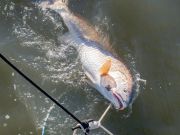 Jennette's Pier, Red Drum Bite