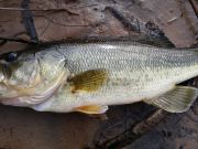 TW’s Bait & Tackle, Daily Fishing Report