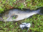 TW’s Bait & Tackle, Daily Fishing Report