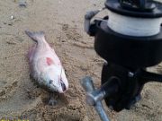 TW’s Bait & Tackle, Daily Fishing Report