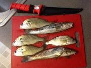 TW’s Bait & Tackle, Daily Fishing Report