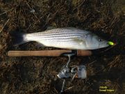 TW’s Bait & Tackle, Daily Fishing Report