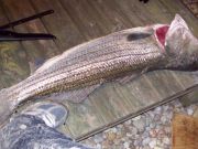 TW’s Bait & Tackle, Daily Fishing Report