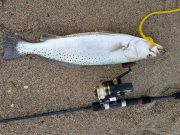 TW’s Bait & Tackle, Daily Fishing Report