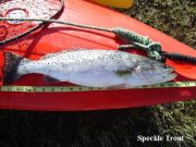 TW’s Bait & Tackle, Daily Fishing Report