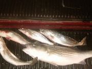 TW’s Bait & Tackle, Daily Fishing Report