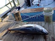 TW’s Bait & Tackle, Daily Fishing Report