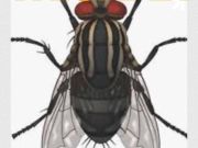 Jack Brown's Beer & Burger Joint, Trickfly