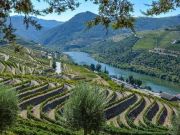 TRiO Restaurant & Market, Tasting: Top Value Wines of Portugal