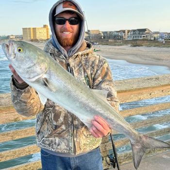 TW’s Bait & Tackle, Bluefish Are Showing Up