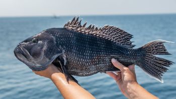 Miss Oregon Inlet II Head Boat Fishing, What a Day on the Water!