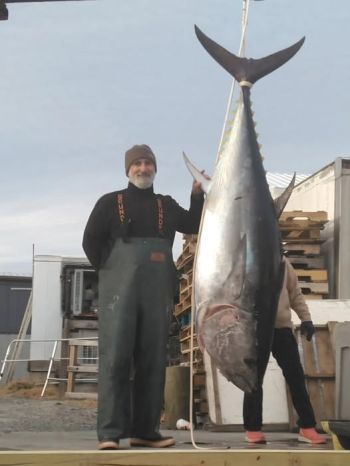 Pirate's Cove Marina, Bluefin Season is in full swing!