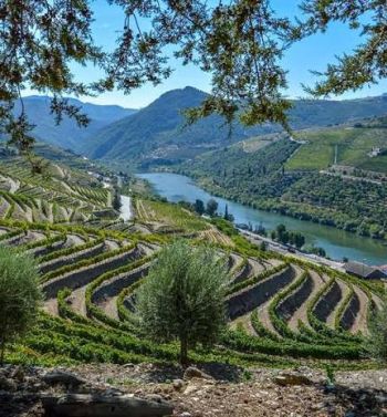 TRiO Restaurant & Market, Tasting: Top Value Wines of Portugal