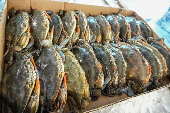 Billy’s Seafood, Soft Shell Crabs