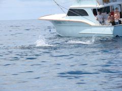 Sea Note Charters photo