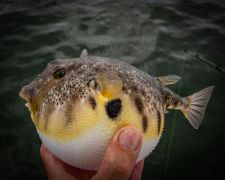 Miss Oregon Inlet II Head Boat Fishing photo