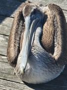 Jennette&#039;s Pier photo