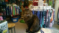 Cavalier Surf Shop photo
