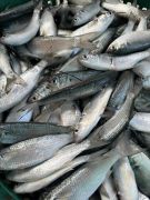 Fishing Unlimited Outer Banks Boat Rentals photo