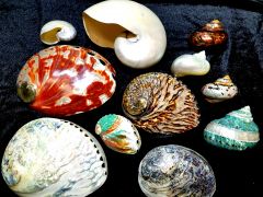 OBX Shell Store photo