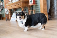 Marsh Fox Market photo