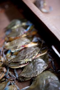 Basnight’s Lone Cedar Outer Banks Seafood Restaurant photo