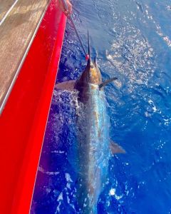 Fishing Unlimited Outer Banks Boat Rentals photo