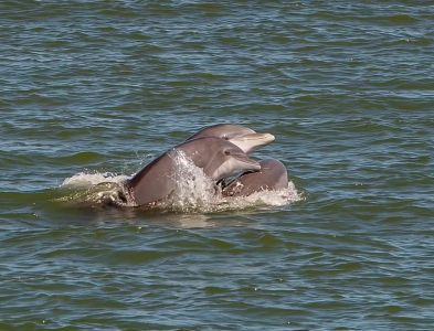 Miss Oregon Inlet II Head Boat Fishing photo