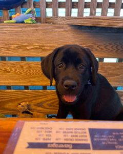 Mulligan&#039;s Grille photo