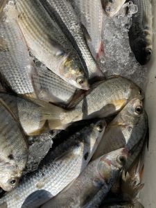 Fishing Unlimited Outer Banks Boat Rentals photo