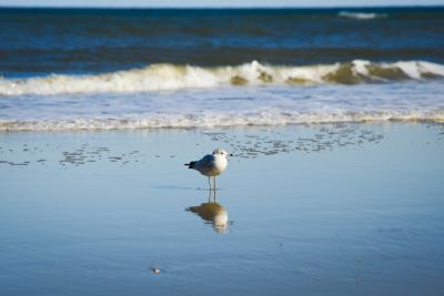 Outer Banks Blue Vacation Rentals photo
