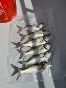 Miss Oregon Inlet II Head Boat Fishing photo