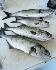 Crystal Dawn Head Boat Fishing and Evening Cruise photo