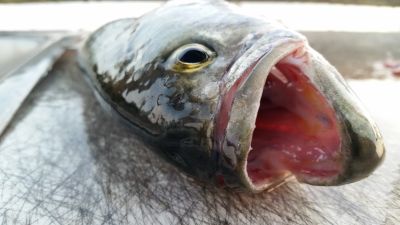 Jennette&#039;s Pier photo