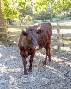 Foxy Flamingo Boutique photo