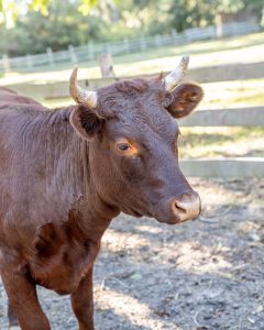 Foxy Flamingo Boutique photo