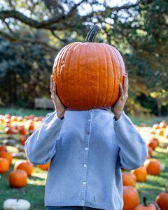 Foxy Flamingo Boutique photo