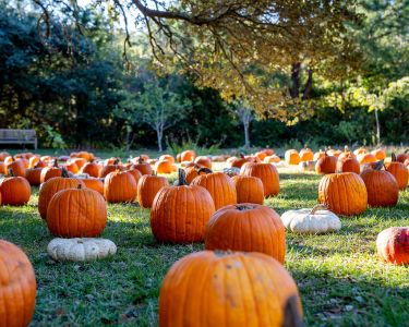 Foxy Flamingo Boutique photo