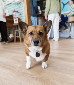 Marsh Fox Market photo