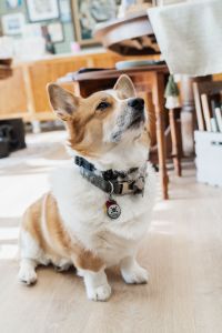 Marsh Fox Market photo