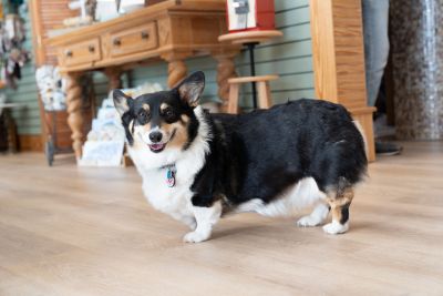 Marsh Fox Market photo