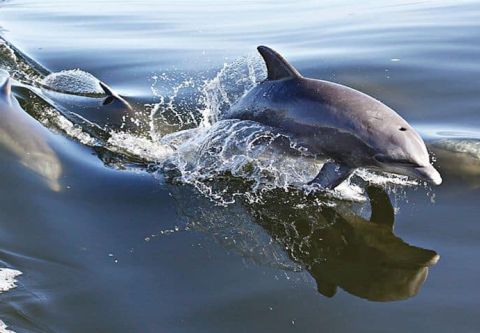 Crystal Dawn Head Boat Fishing and Evening Cruise, Dolphin Cruise