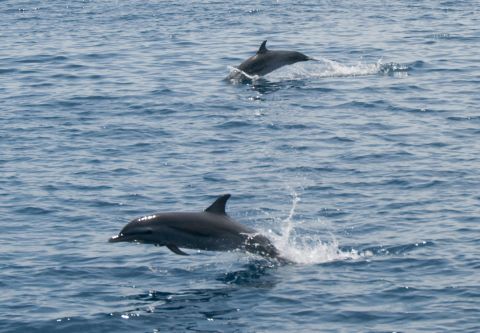 Kitty Hawk Surf Co., Dolphin Tours