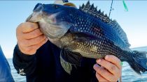 How To: BIG BLACK SEA BAS
