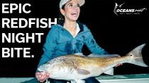 Giant REDFISH (Red Drum) 