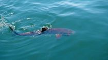 Targeting Cobia 
